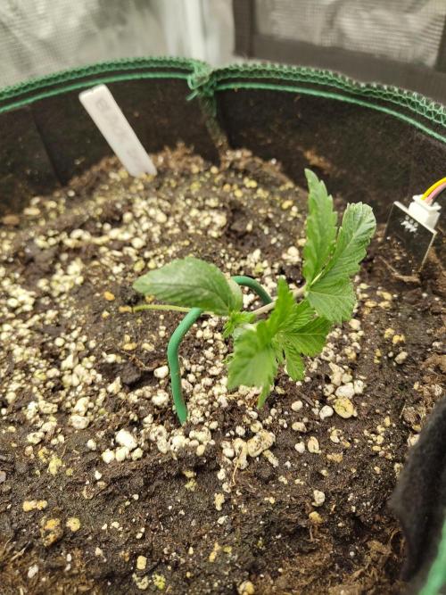 Black Domina Feminized – Sensi Seeds. Week 2