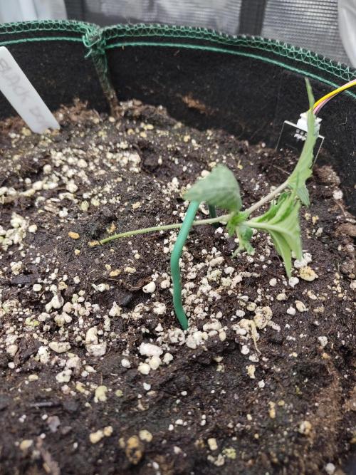 Black Domina Feminized – Sensi Seeds. Week 2