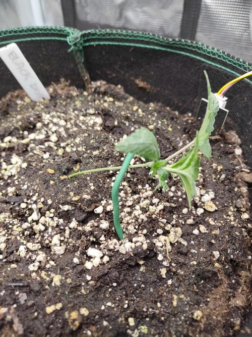 Black Domina Feminized – Sensi Seeds. Week 2