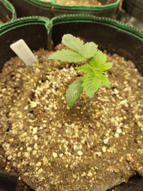 Black Domina Feminized – Sensi Seeds. Week 2