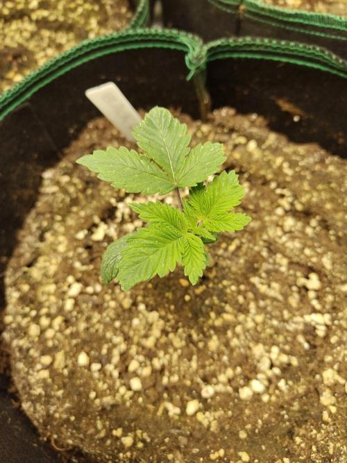 Black Domina Feminized – Sensi Seeds. Week 2