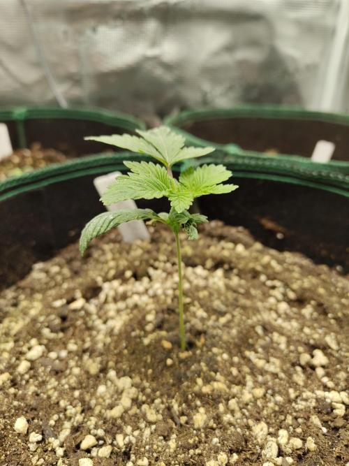 Black Domina Feminized – Sensi Seeds. Week 2