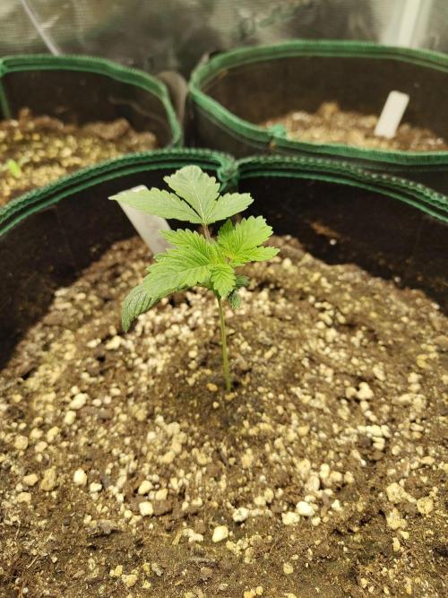 Black Domina Feminized – Sensi Seeds. Week 2