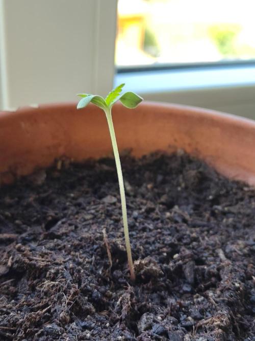 Fast Buds – Mexican Airlines Automatic. Week 1