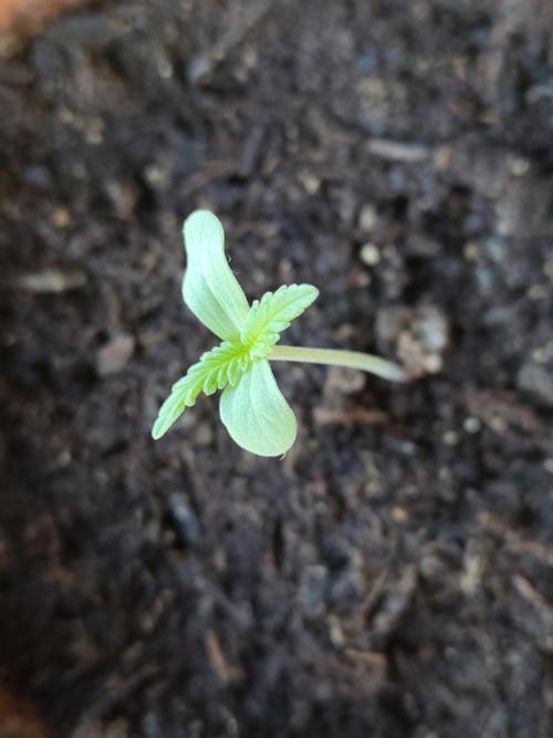 Fast Buds – Mexican Airlines Automatic. Week 1