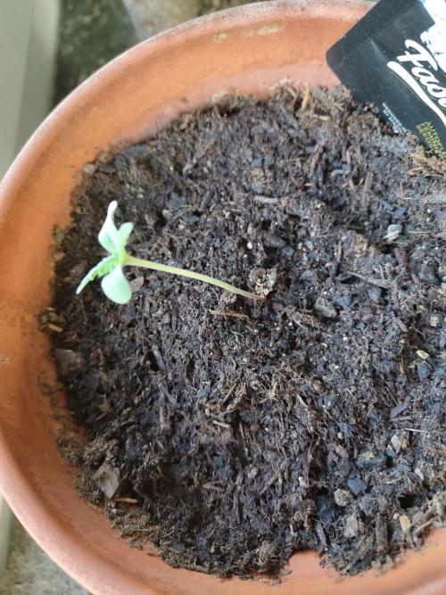 Fast Buds – Mexican Airlines Automatic. Week 1