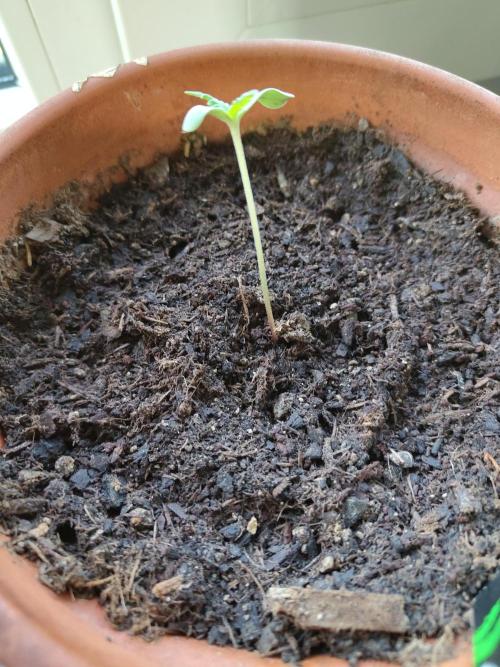 Fast Buds – Mexican Airlines Automatic. Week 1