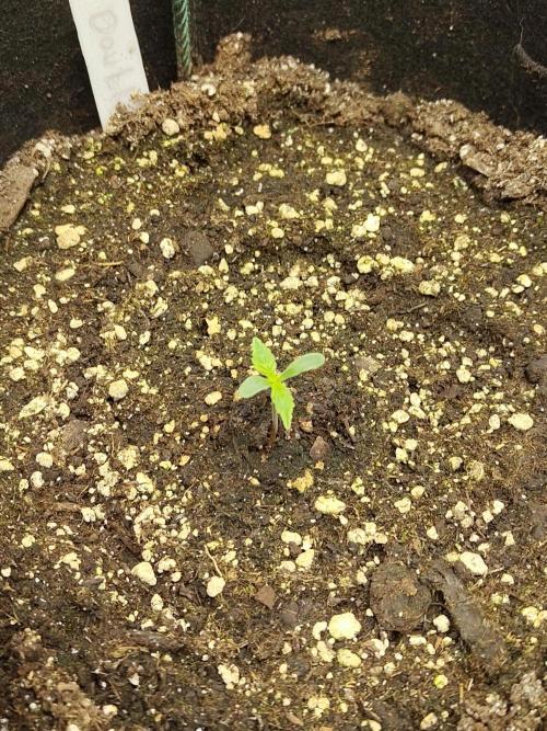 Double Banana Kush Fem. Week 0