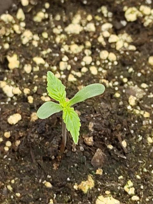 Double Banana Kush Fem. Week 0