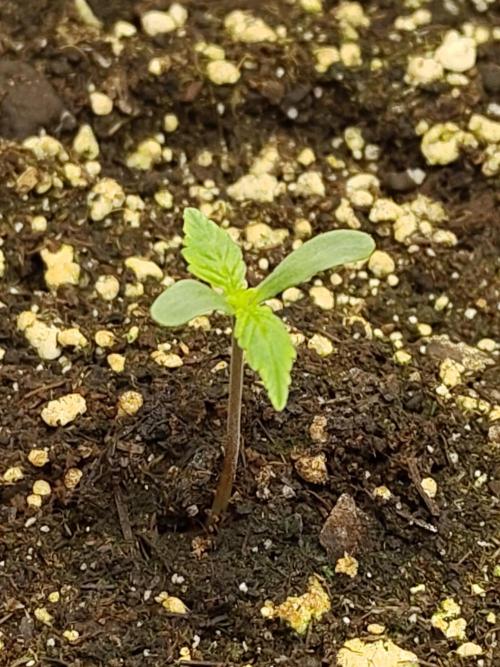 Double Banana Kush Fem. Week 0