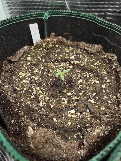Double Banana Kush Fem. Week 0