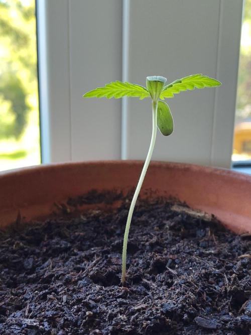 Fast Buds – Mexican Airlines Automatic. Week 1
