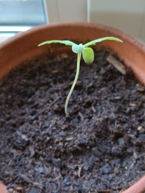Fast Buds – Mexican Airlines Automatic. Week 1