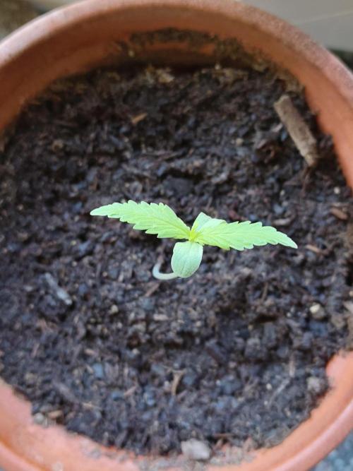 Fast Buds – Mexican Airlines Automatic. Week 1