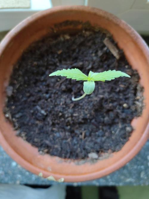 Fast Buds – Mexican Airlines Automatic. Week 1