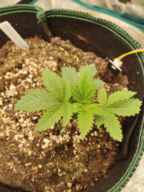 Black Domina Feminized – Sensi Seeds. Week 2