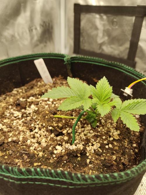 Black Domina Feminized – Sensi Seeds. Week 2