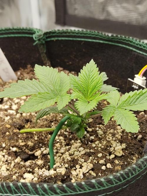 Black Domina Feminized – Sensi Seeds. Week 2