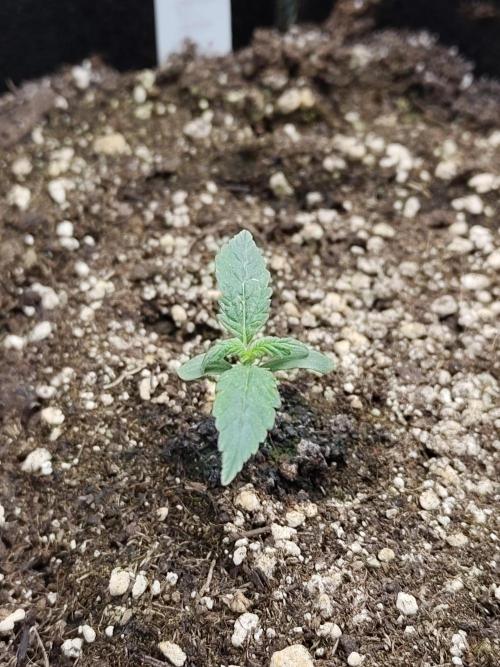 Double Banana Kush Fem. Week 0