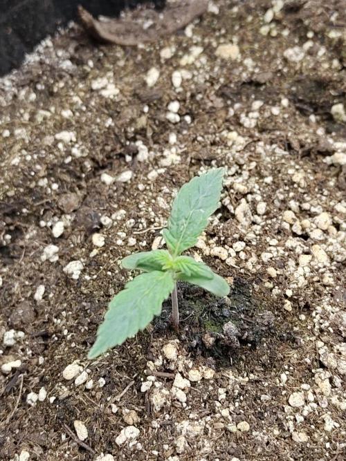 Double Banana Kush Fem. Week 0