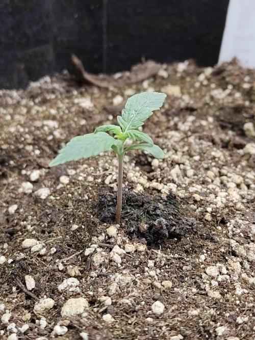 Double Banana Kush Fem. Week 0