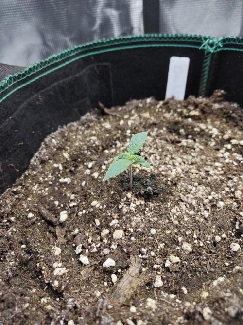 Double Banana Kush Fem. Week 0