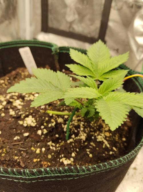 Black Domina Feminized – Sensi Seeds. Week 3