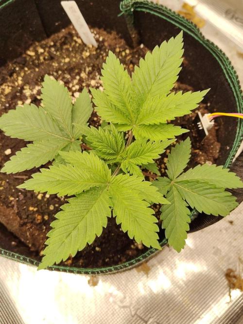 Black Domina Feminized – Sensi Seeds. Week 3