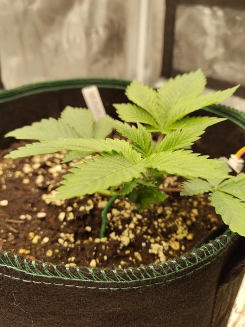 Black Domina Feminized – Sensi Seeds. Week 3
