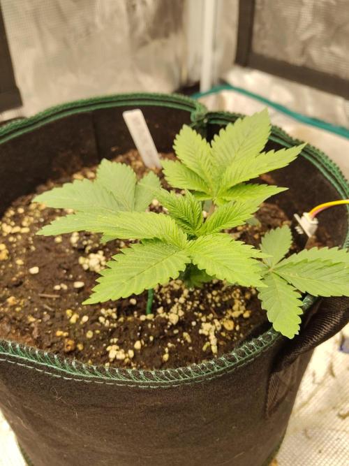 Black Domina Feminized – Sensi Seeds. Week 3