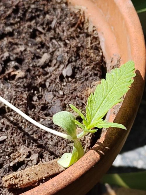 Fast Buds – Mexican Airlines Automatic. Week 2