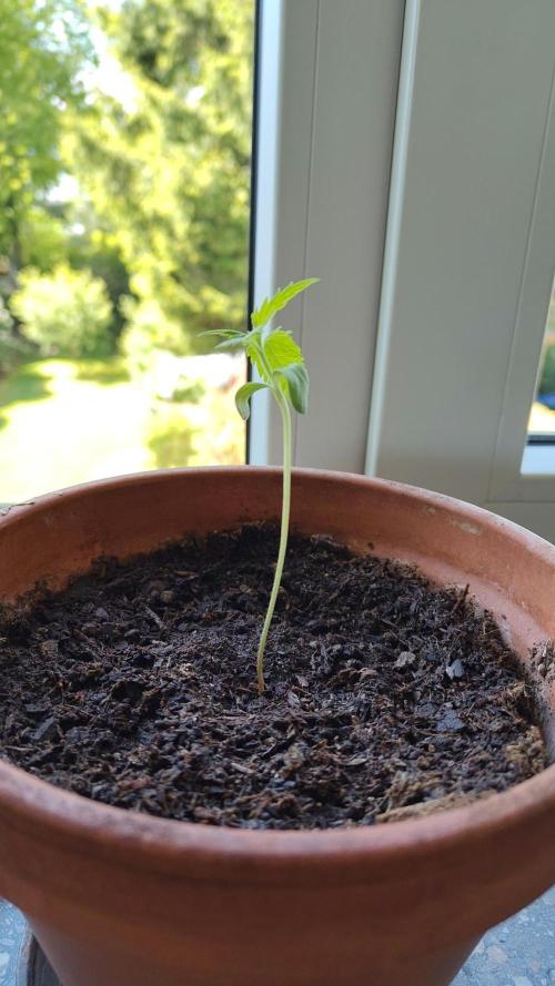 Fast Buds – Mexican Airlines Automatic. Week 2