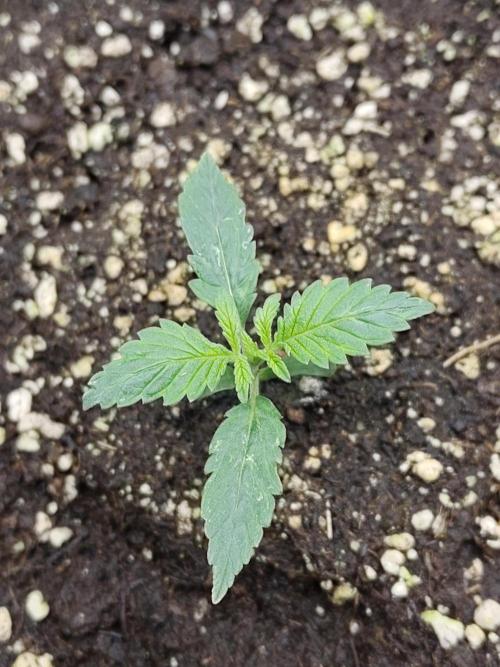 Double Banana Kush Fem. Week 1