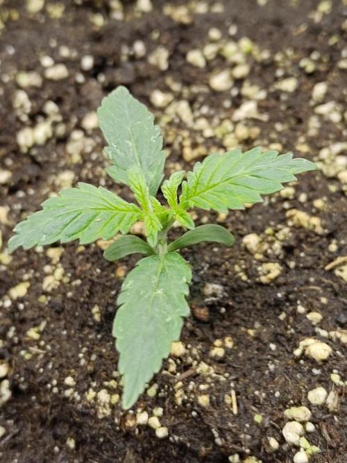 Double Banana Kush Fem. Week 1