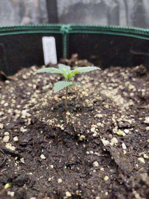 Double Banana Kush Fem. Week 1