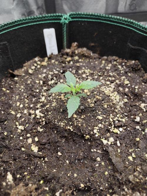 Grow Tent 120x60x180cm (4'x2'x6'). Week 1