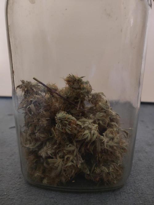 Sensi Seeds – Sticky Orange XXL Auto. Week 13