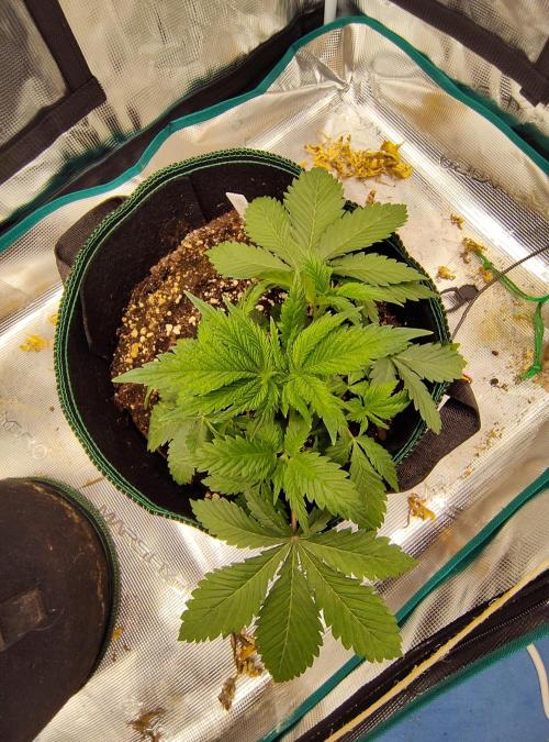 Black Domina Feminized – Sensi Seeds. Week 4