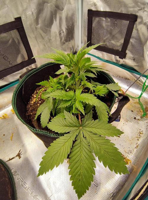Black Domina Feminized – Sensi Seeds. Week 4