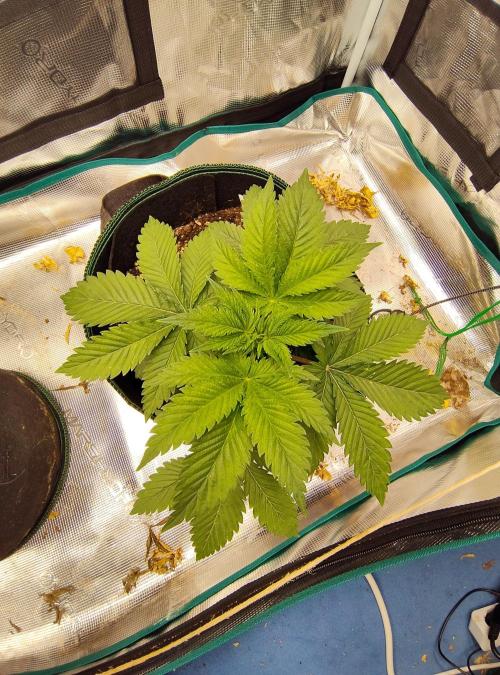 Black Domina Feminized – Sensi Seeds. Week 4