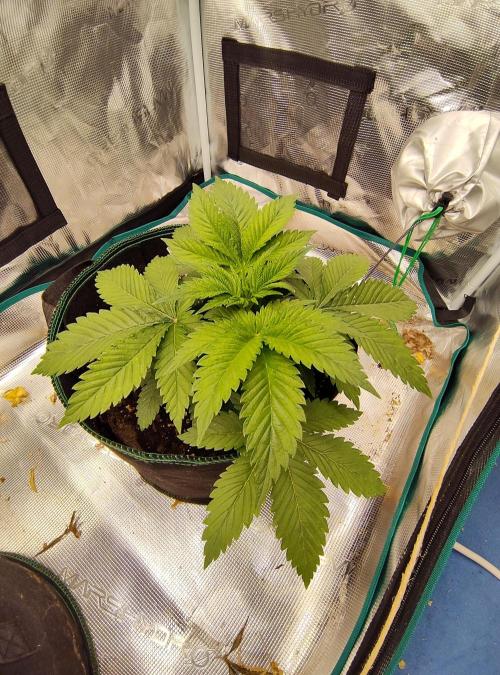 Black Domina Feminized – Sensi Seeds. Week 4