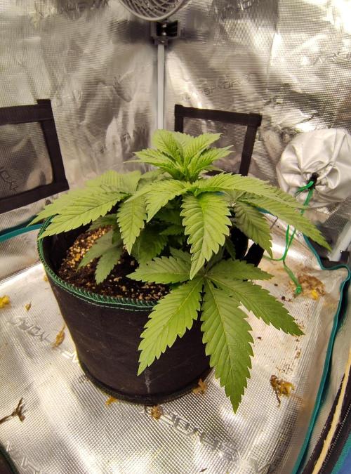 Black Domina Feminized – Sensi Seeds. Week 4