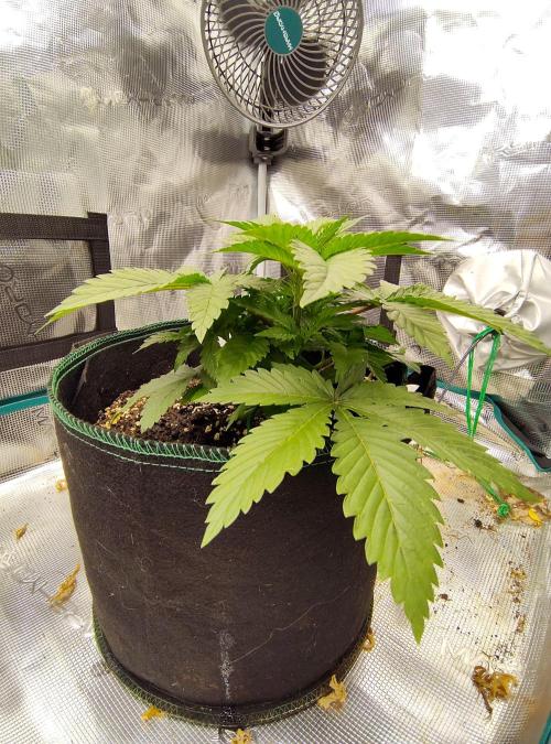 Black Domina Feminized – Sensi Seeds. Week 4