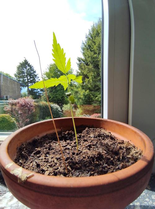 Fast Buds – Mexican Airlines Automatic. Week 3