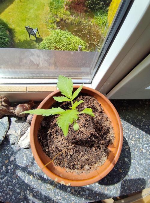 Fast Buds – Mexican Airlines Automatic. Week 3