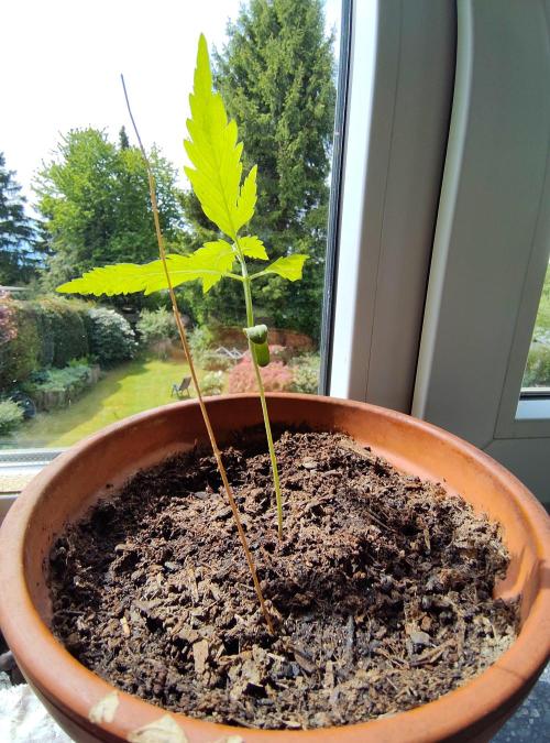 Fast Buds – Mexican Airlines Automatic. Week 3