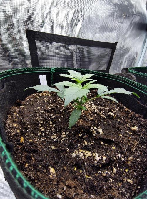 Double Banana Kush Fem. Week 2