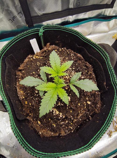 Double Banana Kush Fem. Week 2