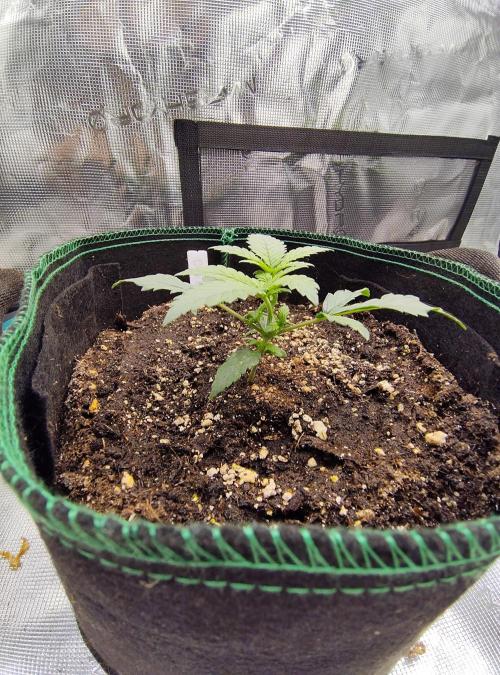 Double Banana Kush Fem. Week 2