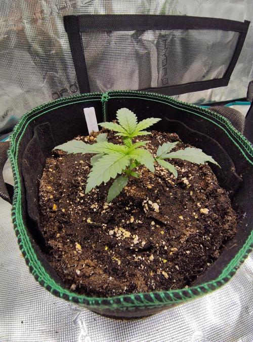 Double Banana Kush Fem. Week 2